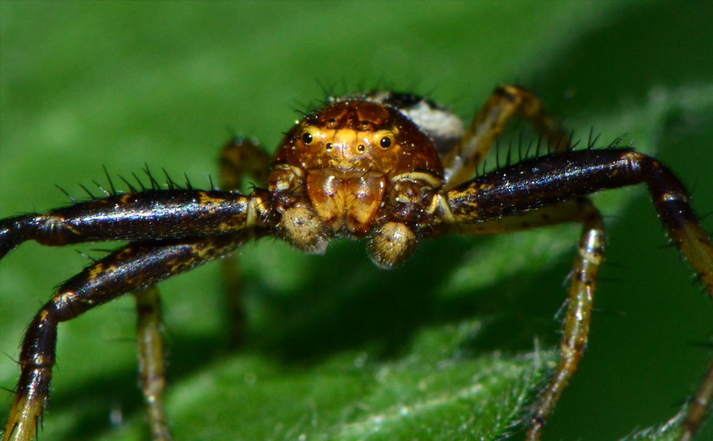 Xysticus lanio