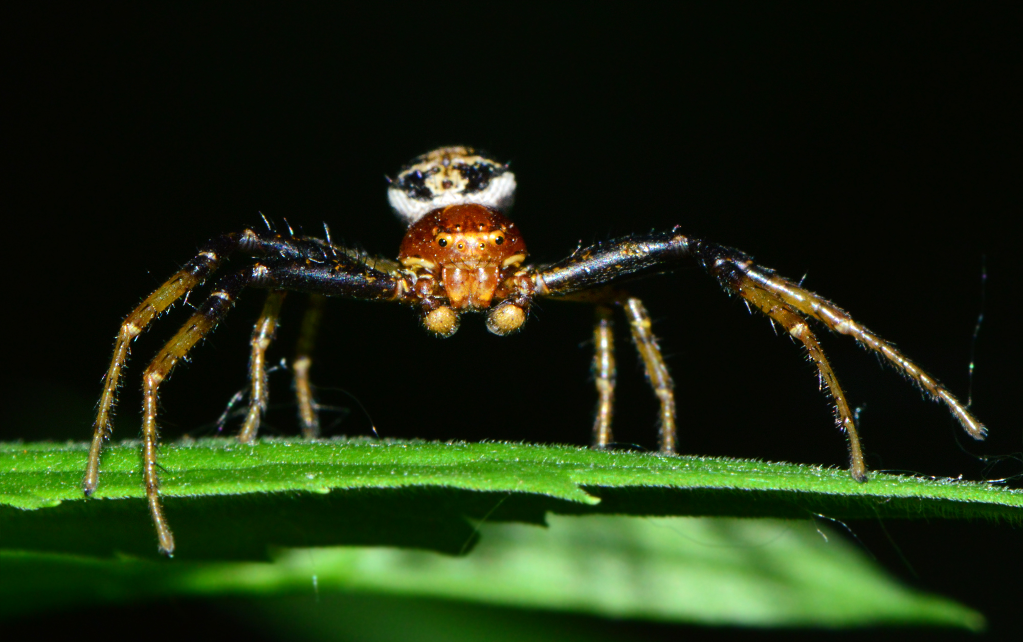 Xysticus lanio