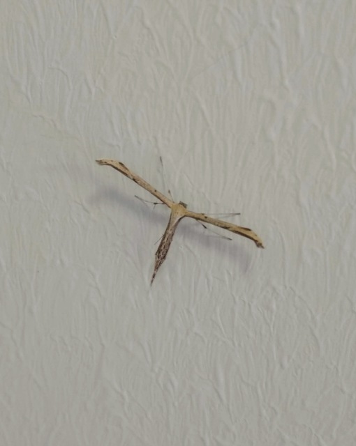 Pterophoridae - tollasmolyfélék