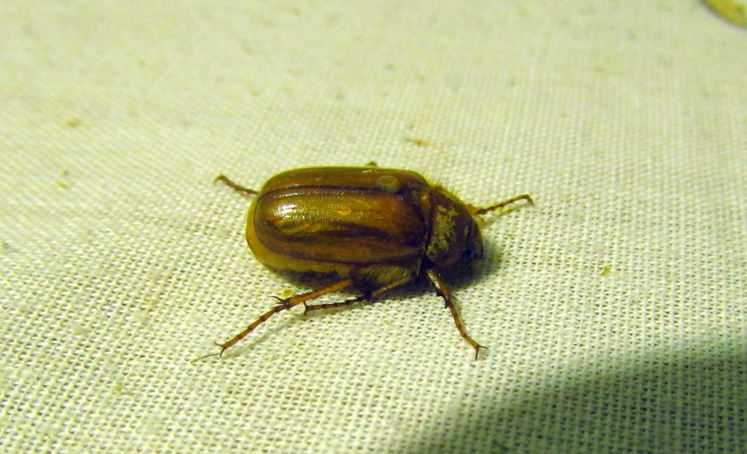 Amphimallon solstitiale - bordás sárgacserebogár