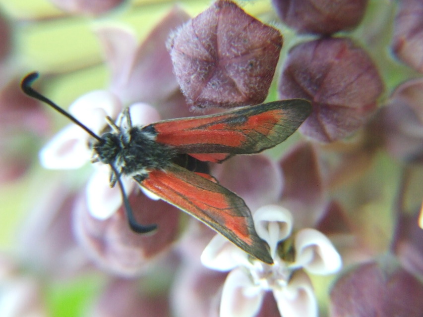 Zygaena punctum - pettyes csüngőlepke