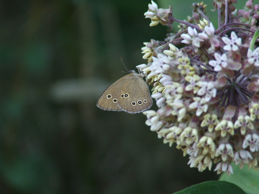 Aphantopus hyperanthus - közönséges ökörszemlepke