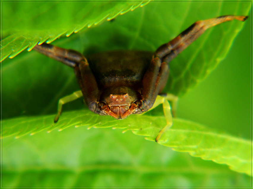 Pistius truncatus - csonka karolópók
