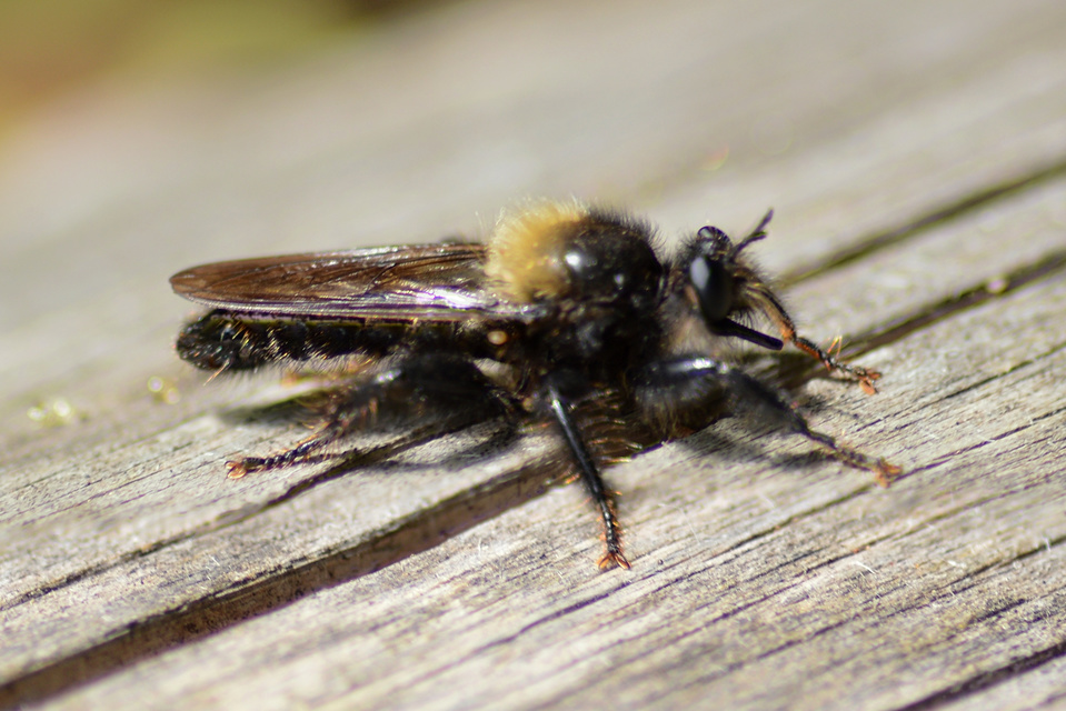 Laphria ephippium