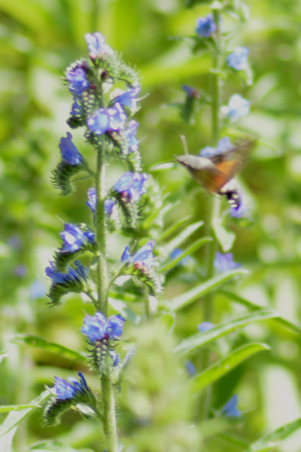 Macroglossum stellatarum - kacsafarkú szender
