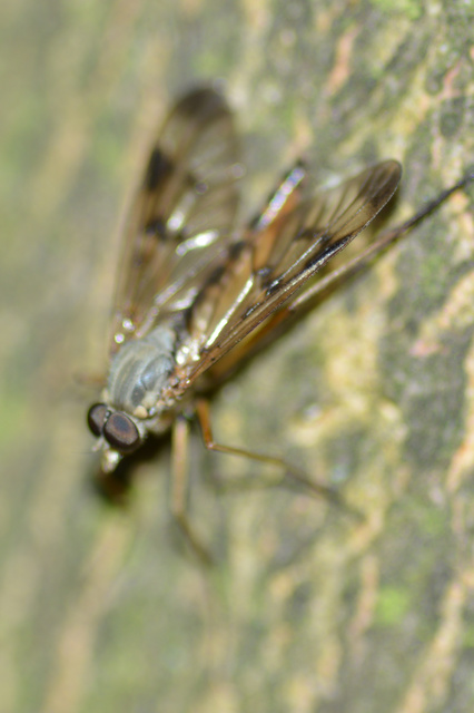 Rhagio scolopaceus - nagy kószalégy