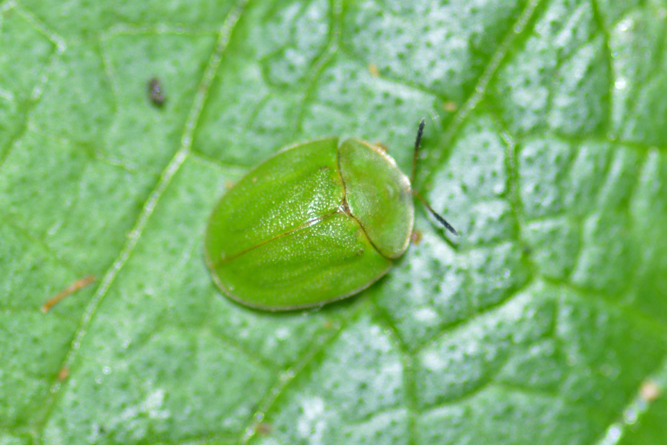 Cassida viridis - zöld pajzsbogár Cassida viridis - zöld pajzsbogár