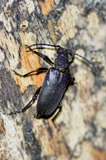 Stictoleptura scutellata - hegyi virágcincér