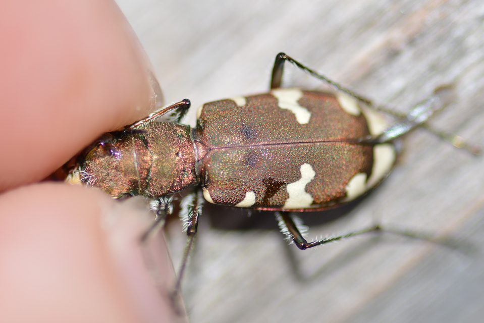 Cicindela sylvicola - erdei homokfutrinka