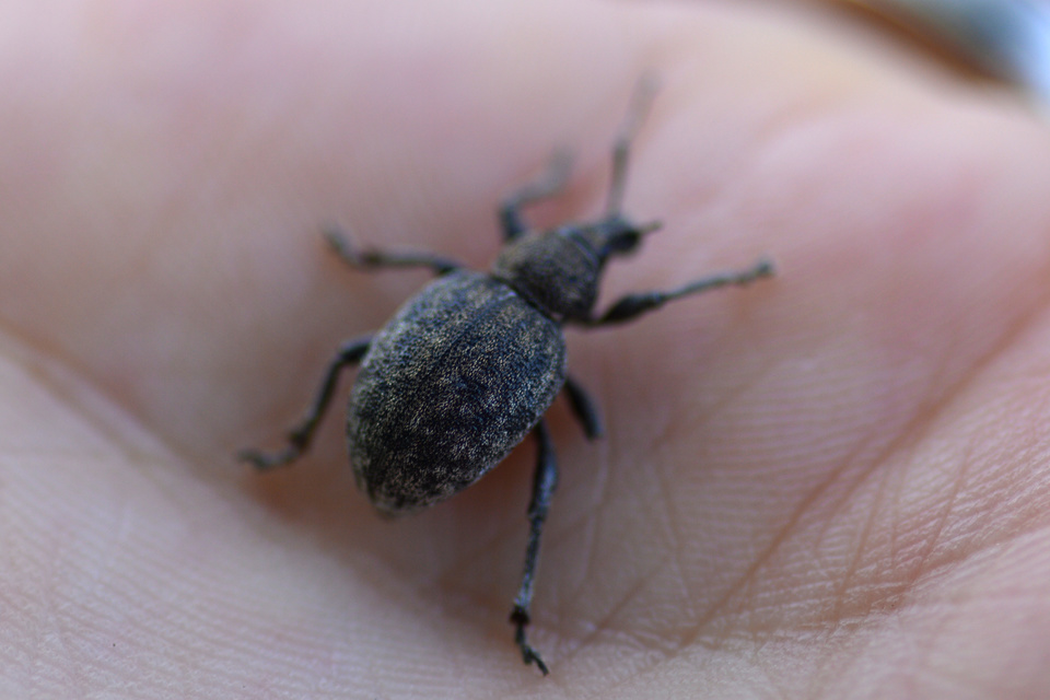 Otiorhynchus ligustici - vincellér-gyalogormányos