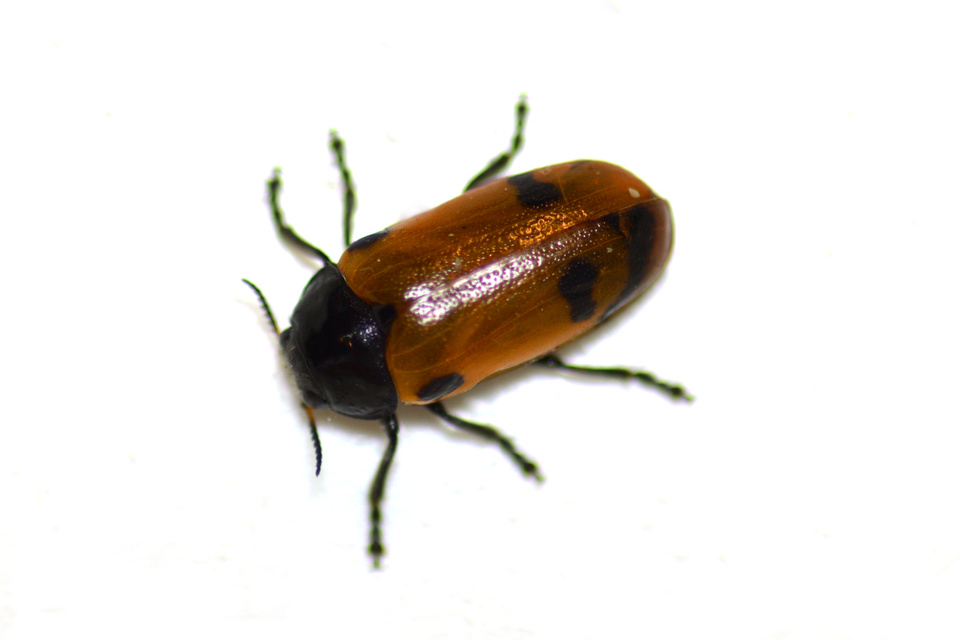 Clytra quadripunctata - négyfoltos zsákhordóbogár