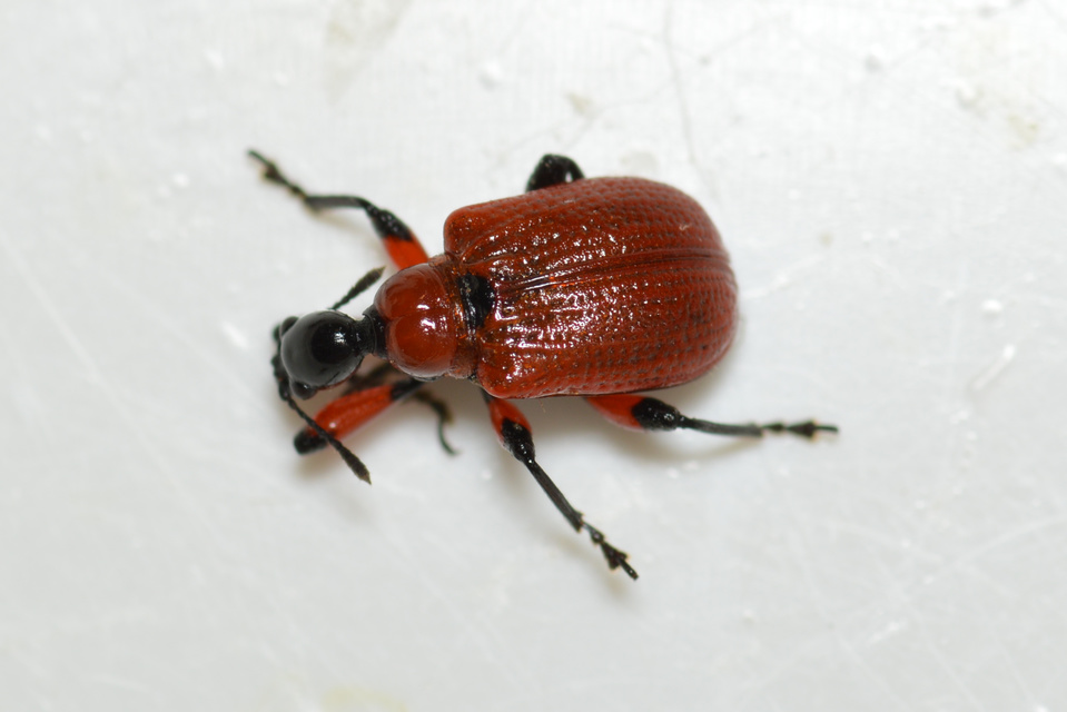 Apoderus coryli - mogyoró-levélsodró