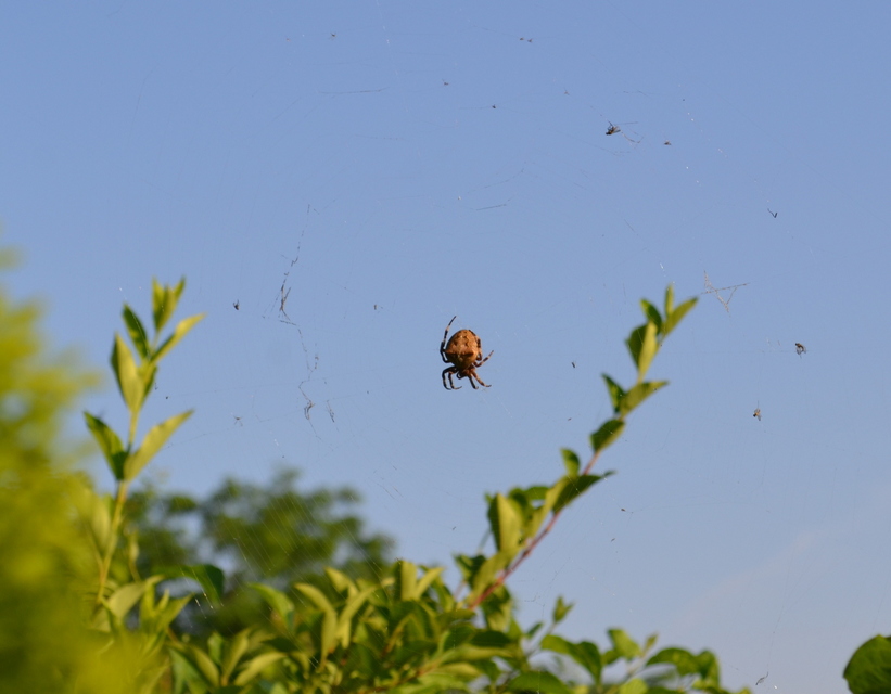 Araneus circe/angulatus