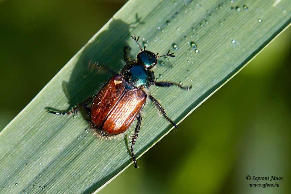 Phyllopertha horticola - kerti szipoly