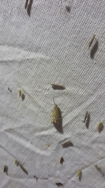 Chrysocramboides craterella - rácsos fűgyökérmoly