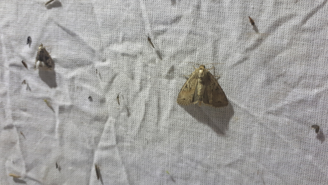 Apterogenum ypsillon - ipszilon-erdeibagoly