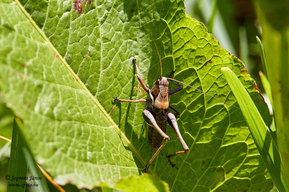Pholidoptera aptera - nagy avarszöcske