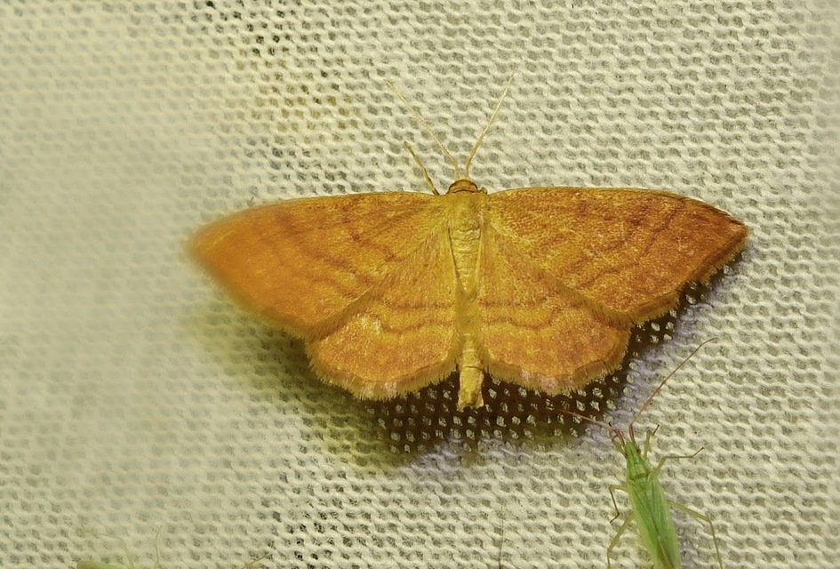 Idaea ochrata - okkerszínű sávosaraszoló