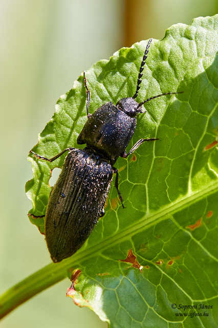 Elateridae - pattanóbogárfélék