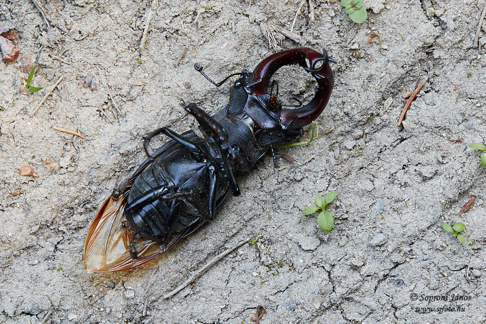 Lucanus cervus - nagy szarvasbogár