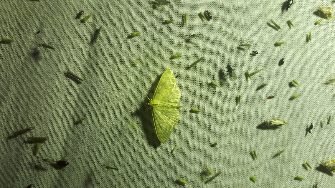Patania ruralis - csalánevő tűzmoly