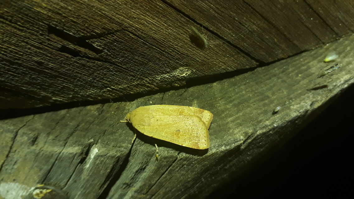 Noctua comes - kis sárgafűbagoly