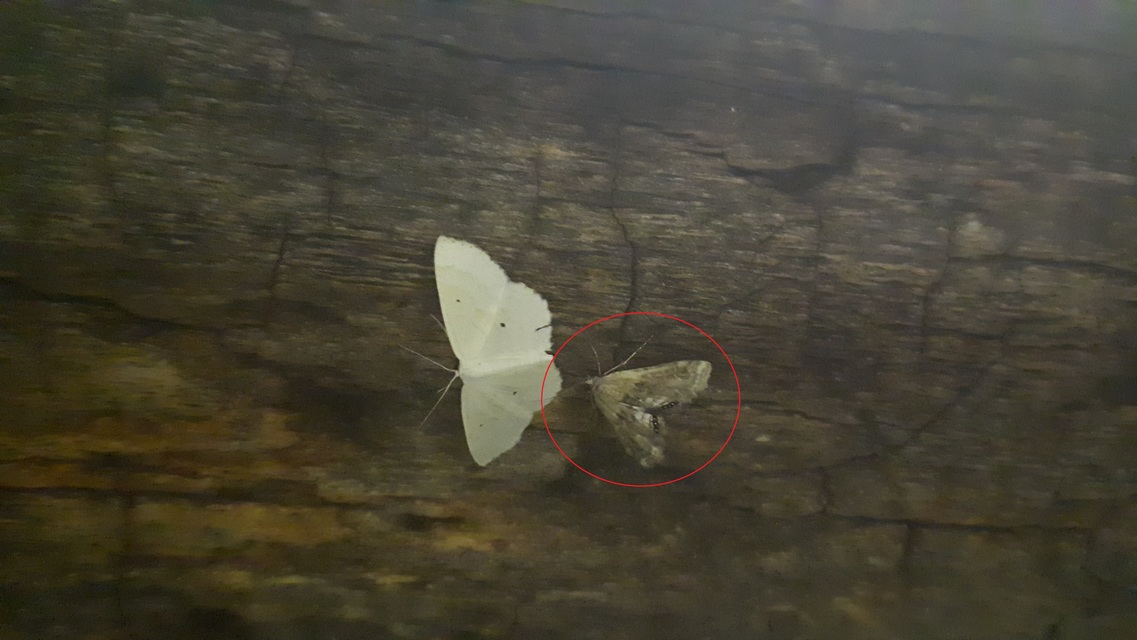 Cataclysta lemnata - békalencsemoly