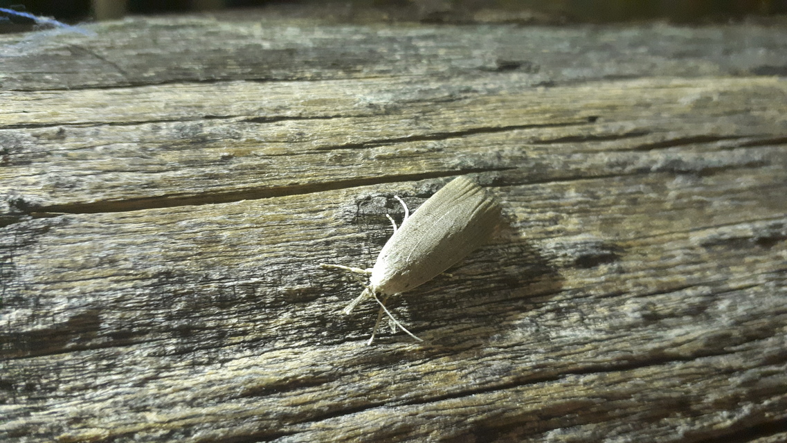 Calamotropha paludella - barna nádlevélmoly