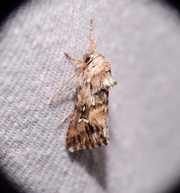 Calophasia lunula - gyújtoványfű-apróbagoly