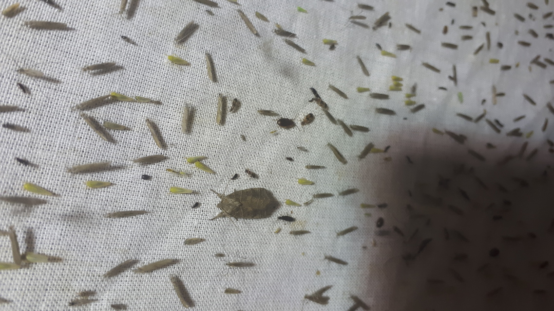 Ipimorpha retusa - sarlós fűzbagoly