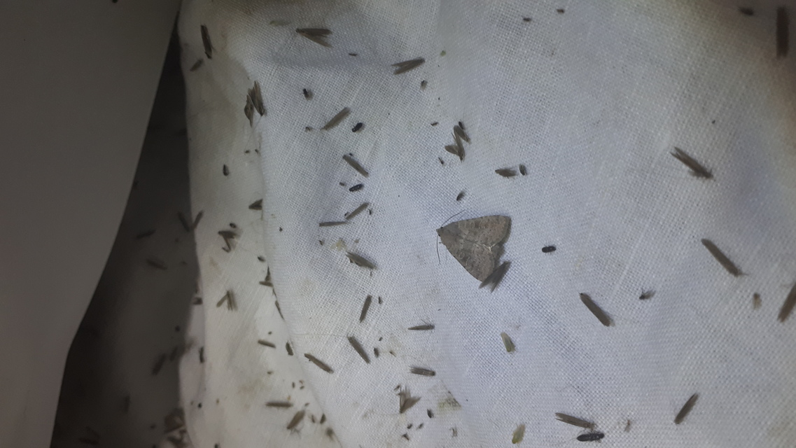 Parastichtis suspecta - sötét erdeibagoly
