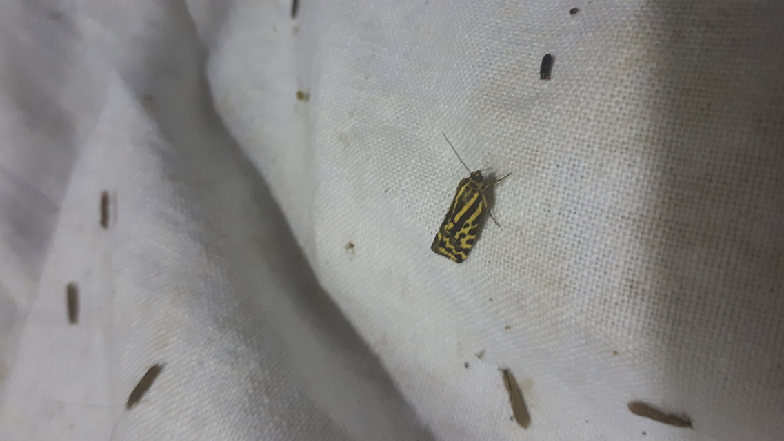Emmelia trabealis - zebrabagoly
