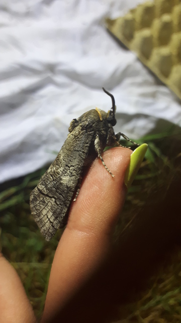 Cossus cossus - fűzfarontólepke