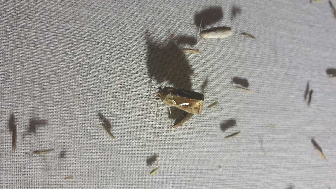 Macdunnoughia confusa - cseppfoltos ezüstbagoly