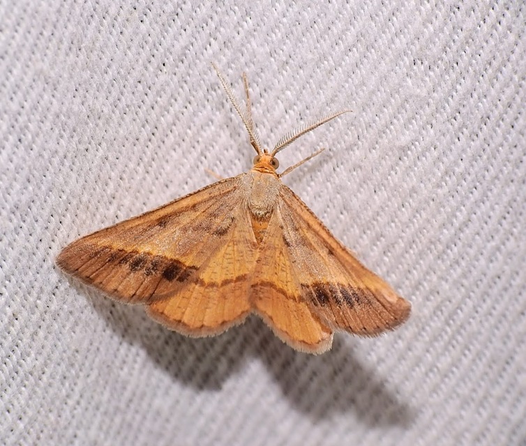 Tephrina arenacearia - lucerna-araszoló