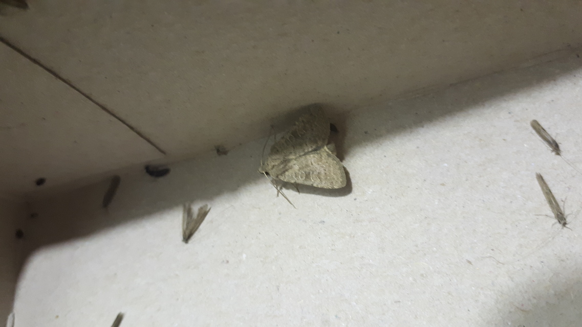 Parastichtis suspecta - sötét erdeibagoly