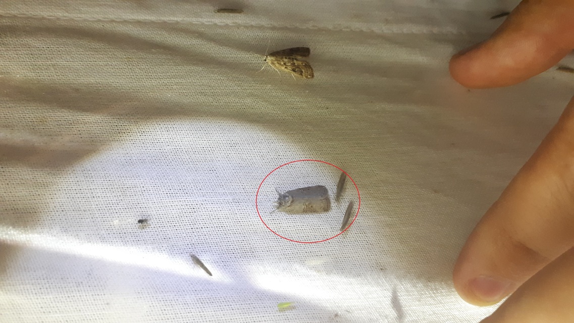 Nycteola asiatica - nyárfa-trapézbagoly