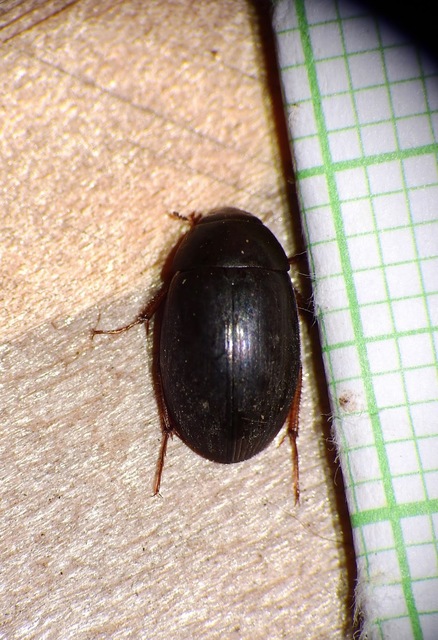Hydrobius