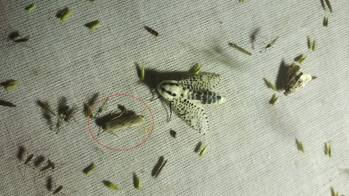 Pelosia muscerda - hamvas zuzmószövő