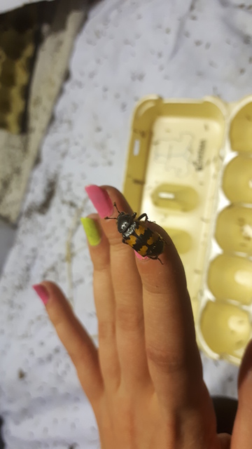 Nicrophorus interruptus - sárgaszőrű temetőbogár
