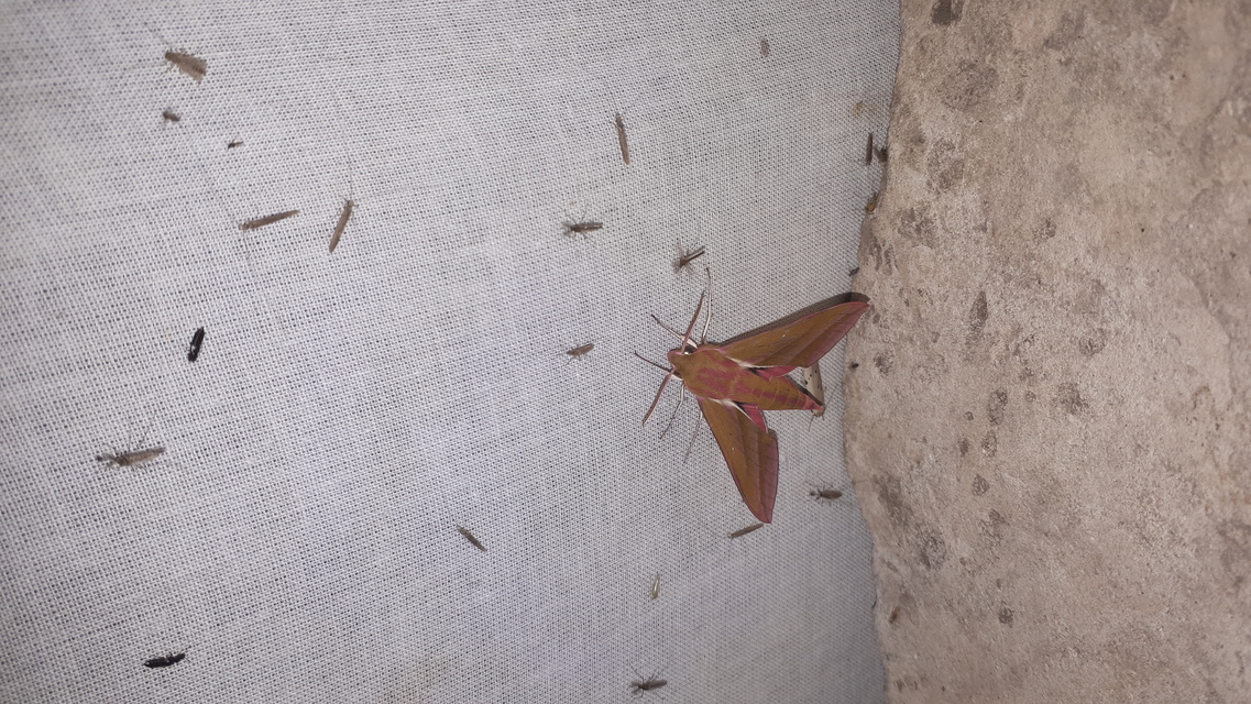 Deilephila elpenor - szőlőszender