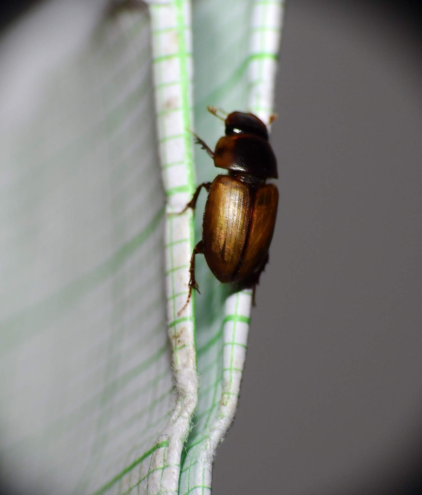 Acanthobodilus immundus