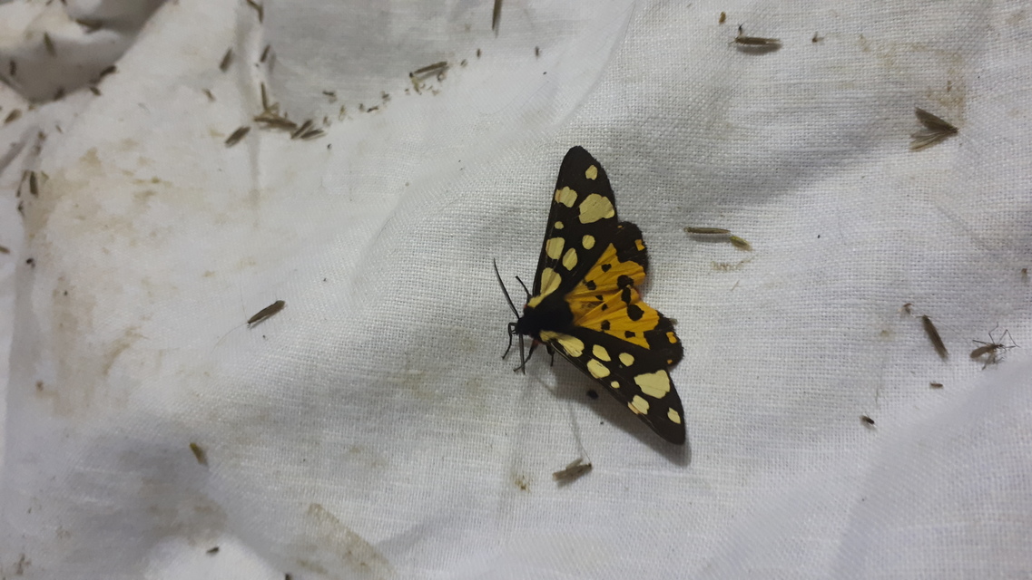 Arctia villica - fekete medvelepke
