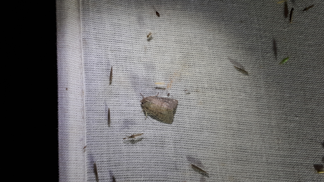 Parastichtis suspecta - sötét erdeibagoly