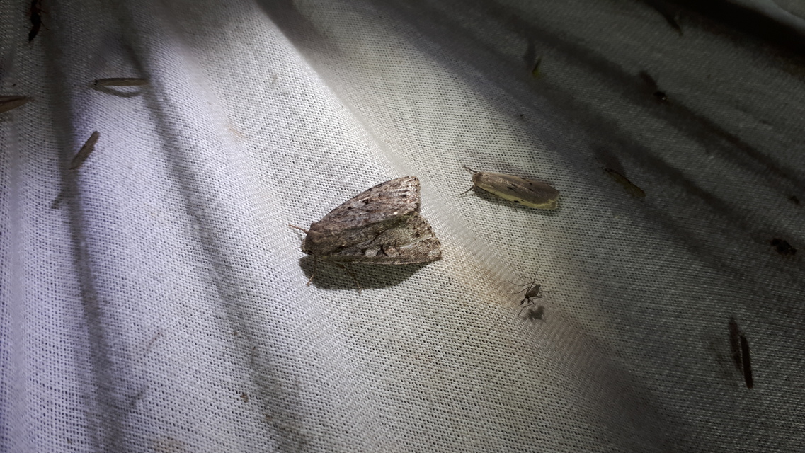 Apterogenum ypsillon - ipszilon-erdeibagoly