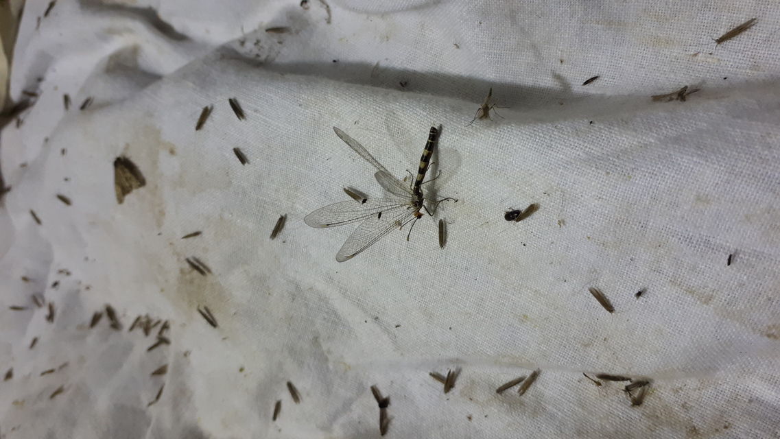 Megistopus flavicornis - kétfoltos hangyaleső