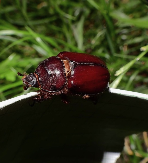 Oryctes nasicornis - orrszarvú bogár