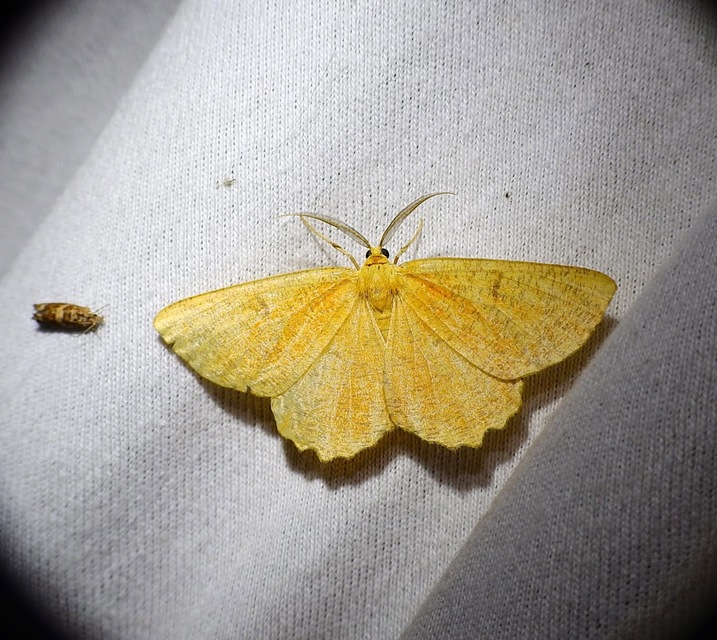 Angerona prunaria - sárga kökényaraszoló