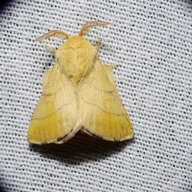 Malacosoma neustria - gyűrűsszövő