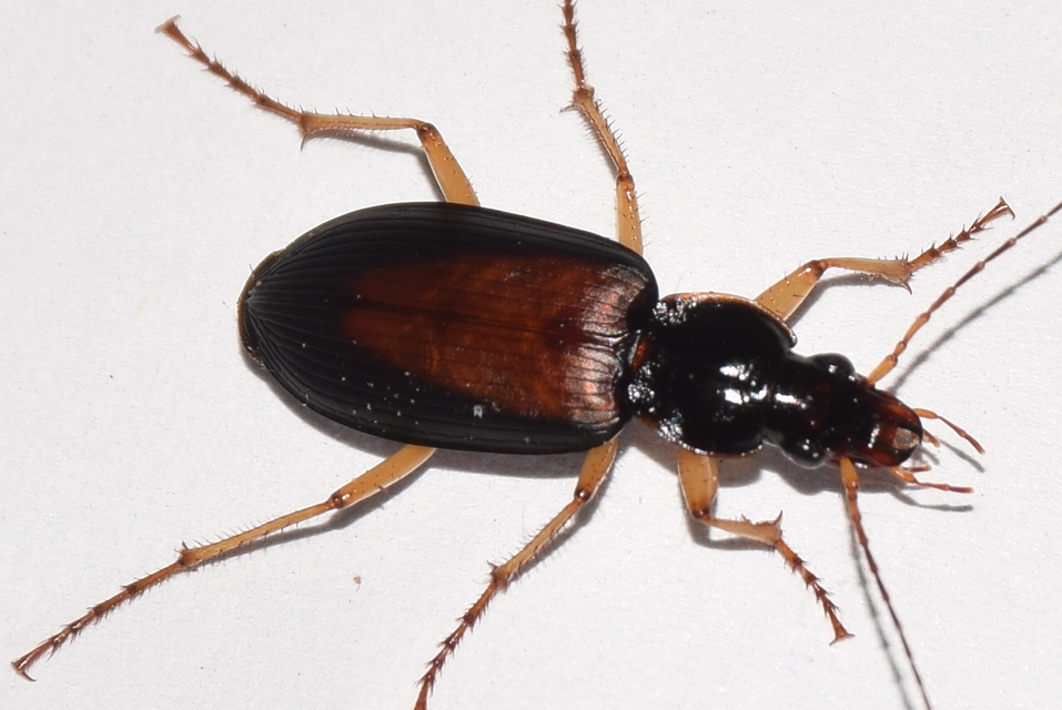 Dolichus halensis - hantfutó